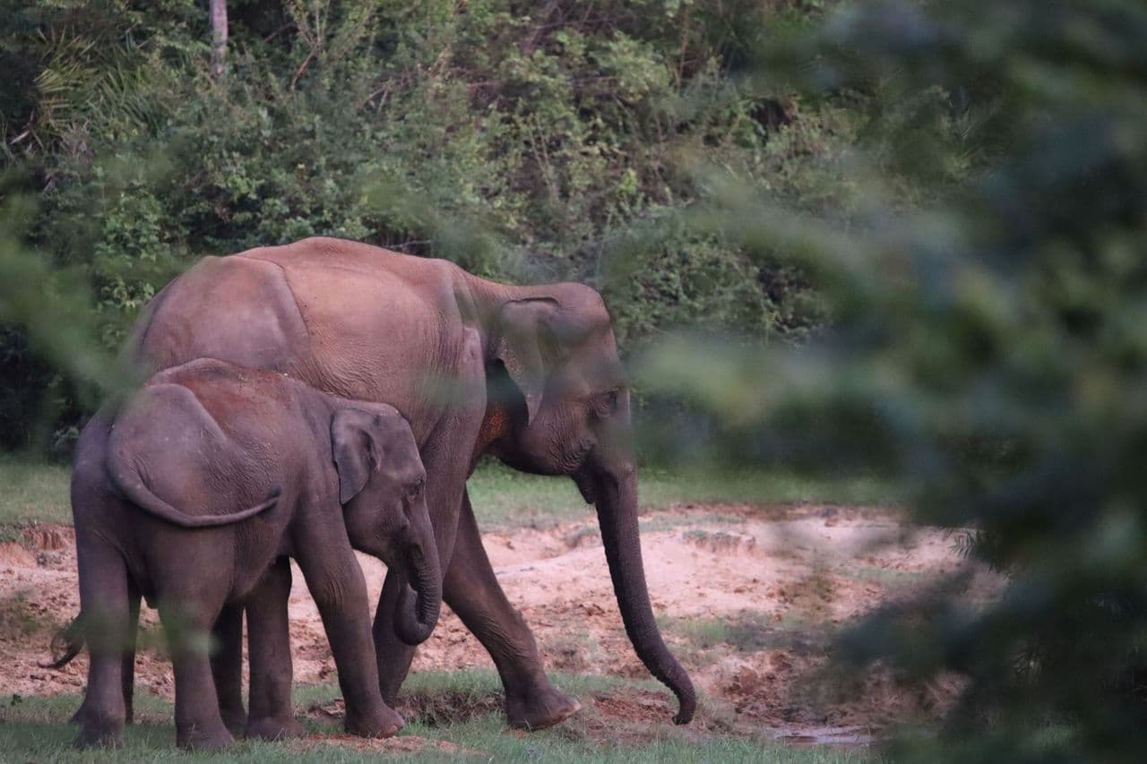 Šri Lanka – egzotiška sala, kurioje susitinka paplūdimiai, arbatos plantacijos ir safaris