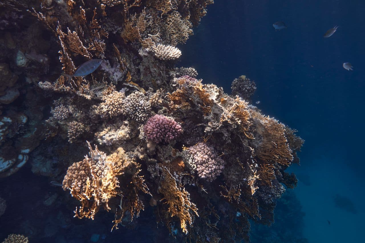 Geriausi Egipto viešbučiai su koraliniu rifu: TOP pasirinkimai snorkelingui ir nardymui